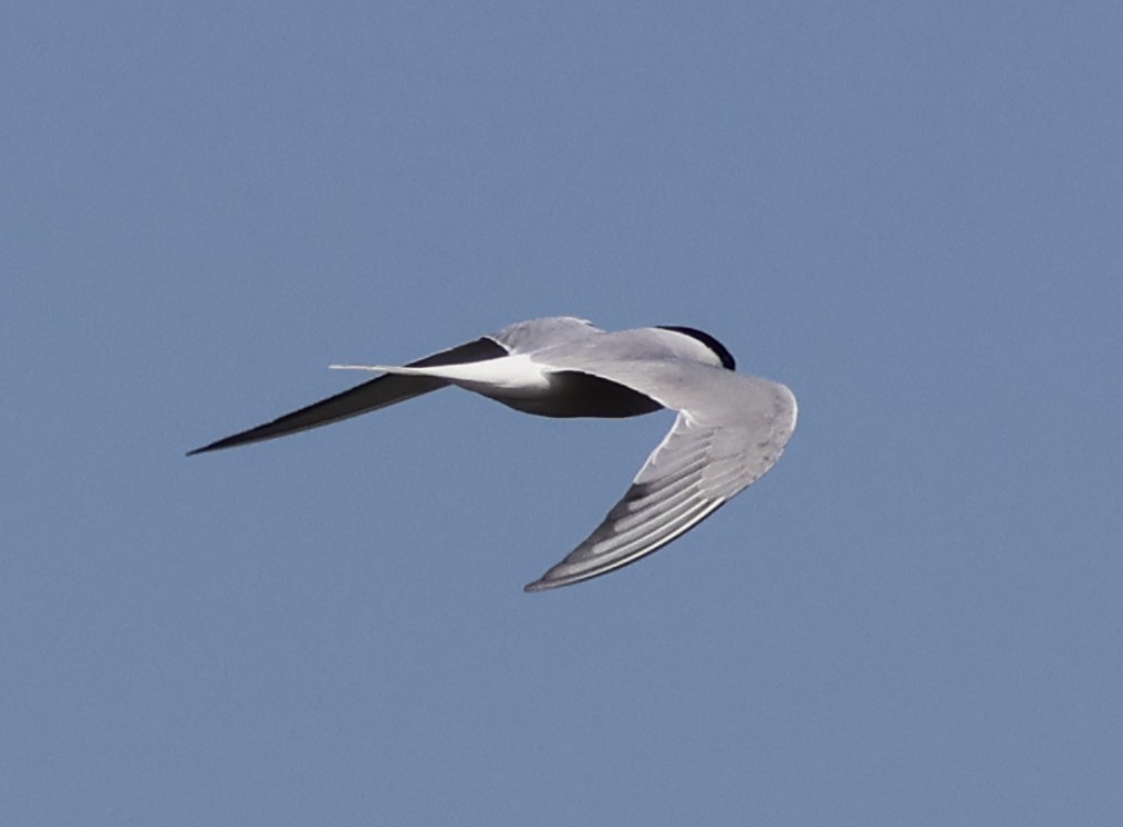 Common Tern (longipennis) - ML618087570