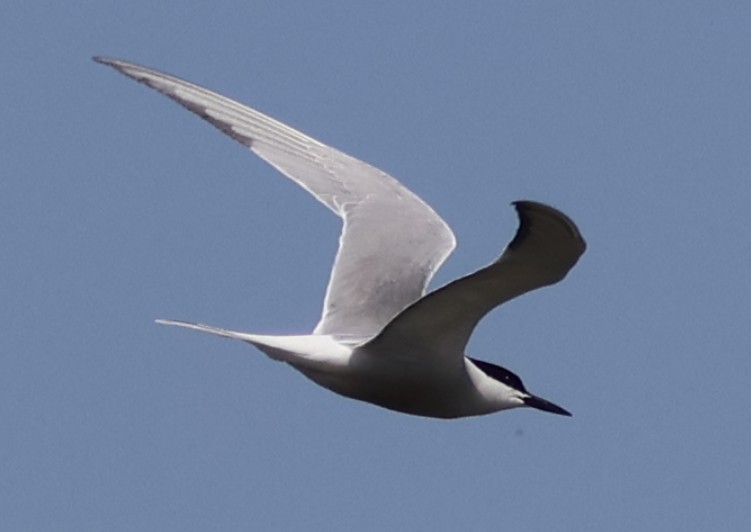 Common Tern (longipennis) - ML618087571