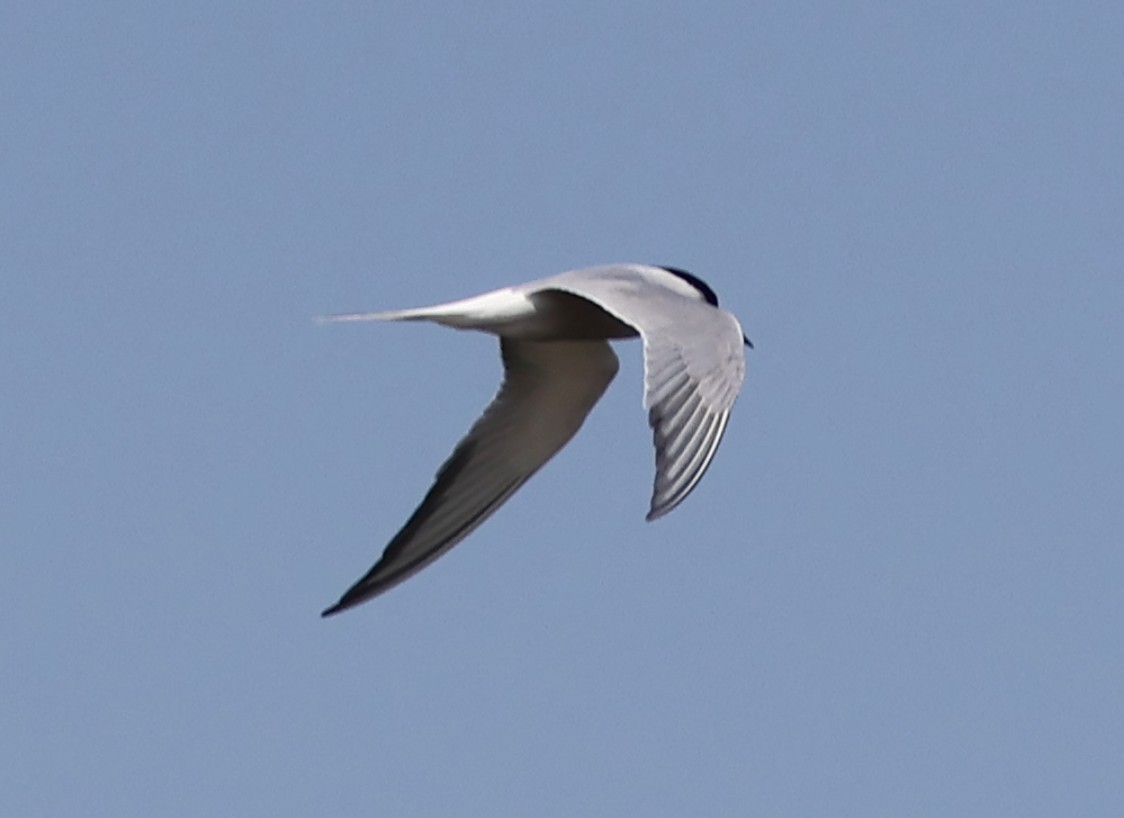 Common Tern (longipennis) - ML618087572