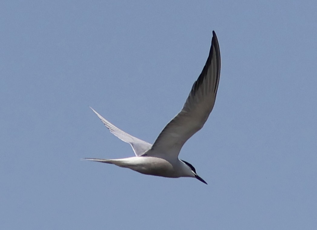 Common Tern (longipennis) - ML618087573