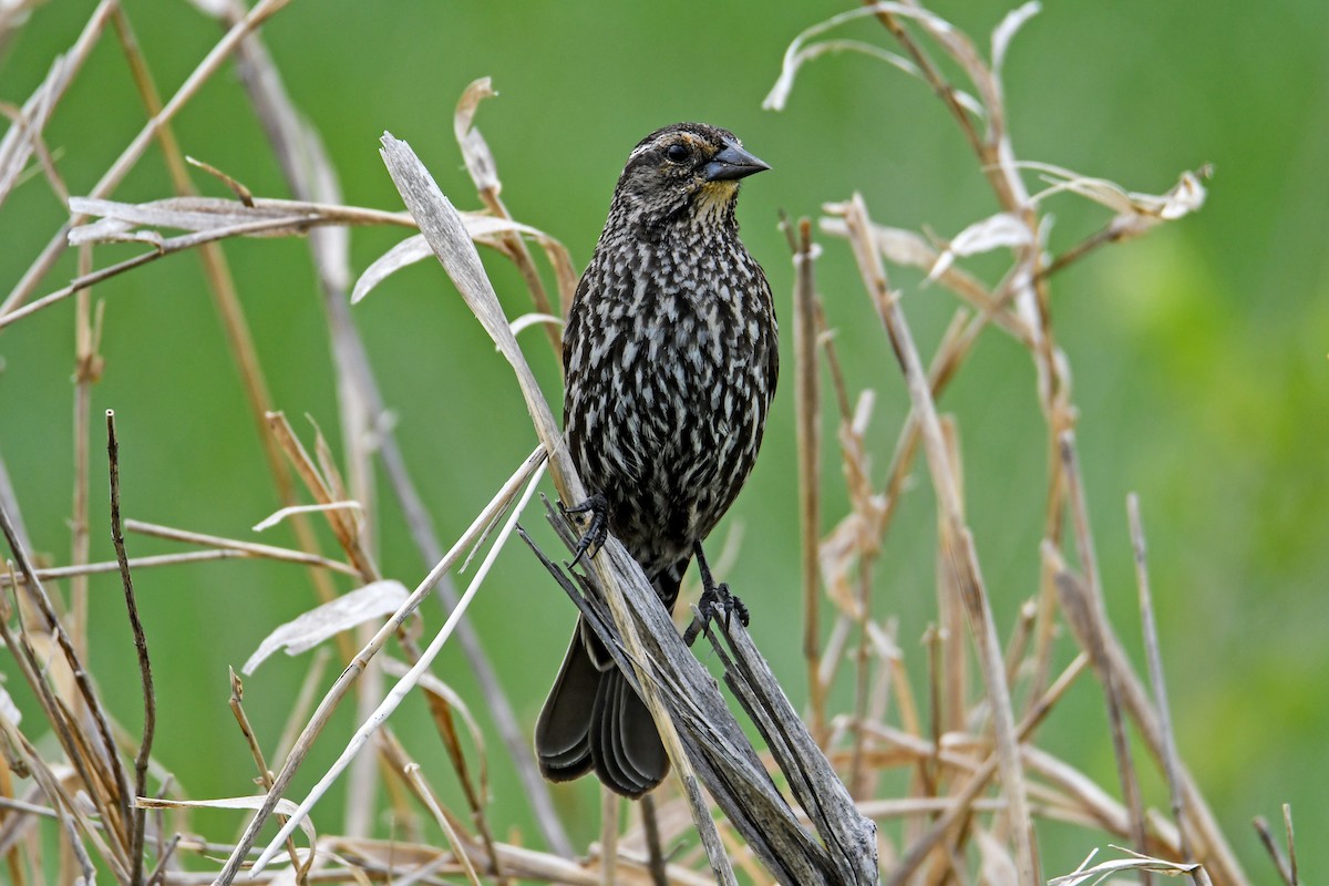 Red-winged Blackbird - Dawn Gunderson