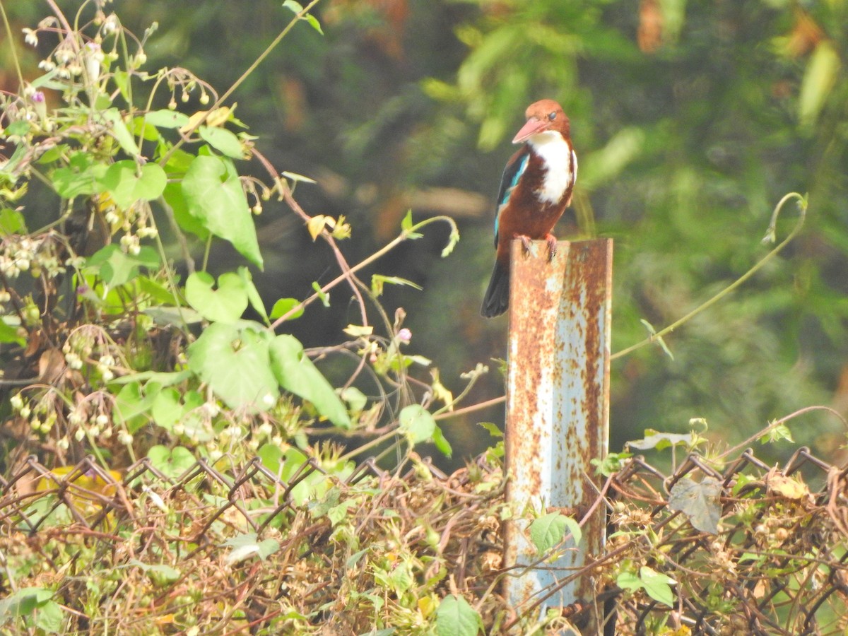 White-throated Kingfisher - Jayendra Rakesh Yeka