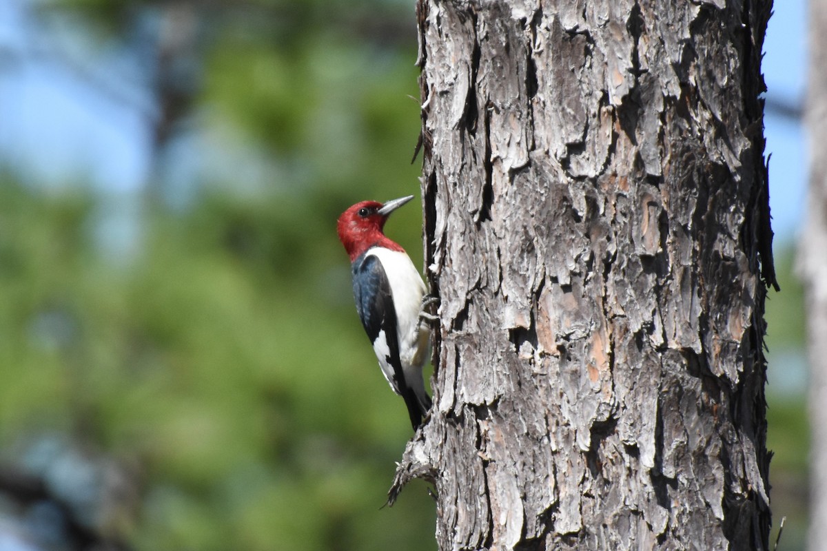 Red-headed Woodpecker - ML618087602