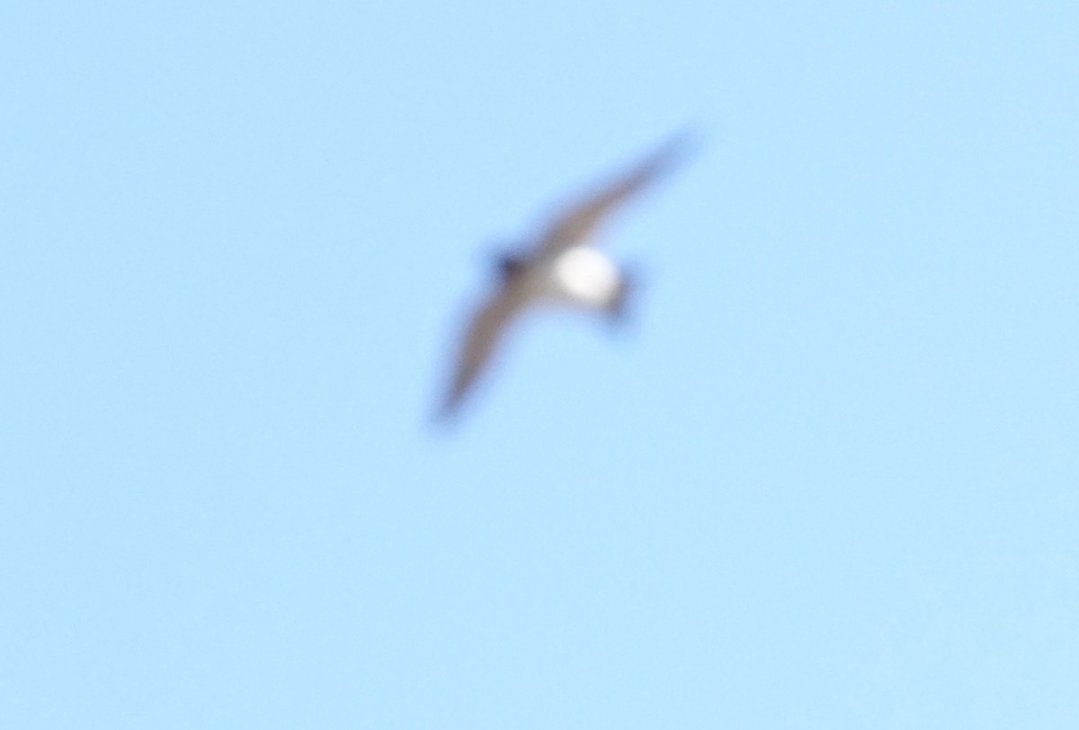 Cliff/Cave Swallow - ML618087678