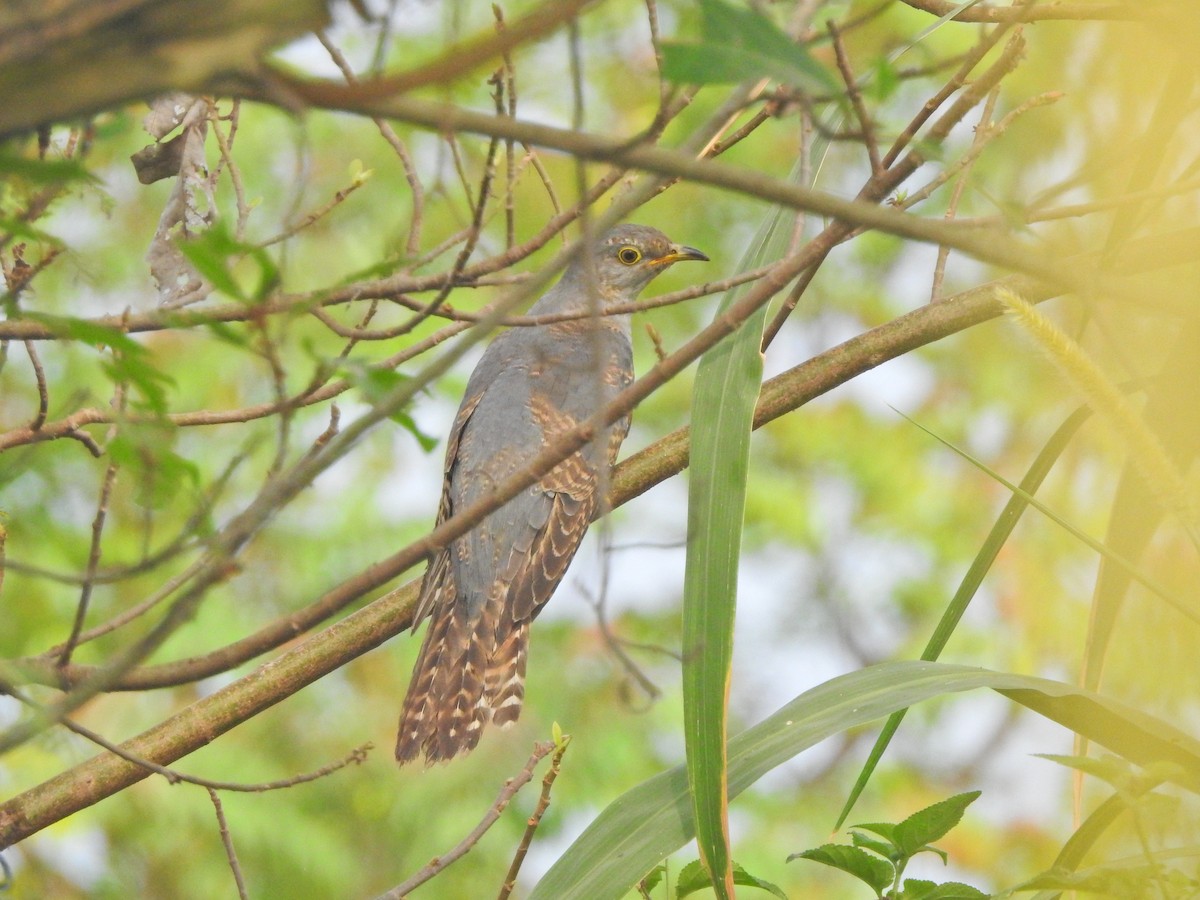 Common Cuckoo - Jayendra Rakesh Yeka