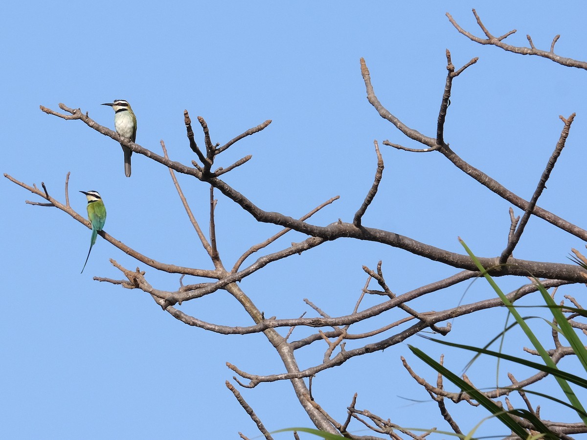 White-throated Bee-eater - ML618087694
