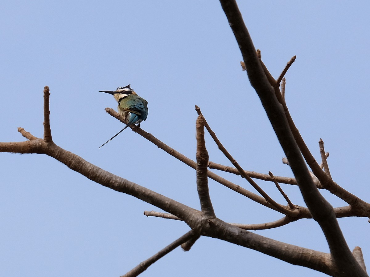 White-throated Bee-eater - Olivier Flament