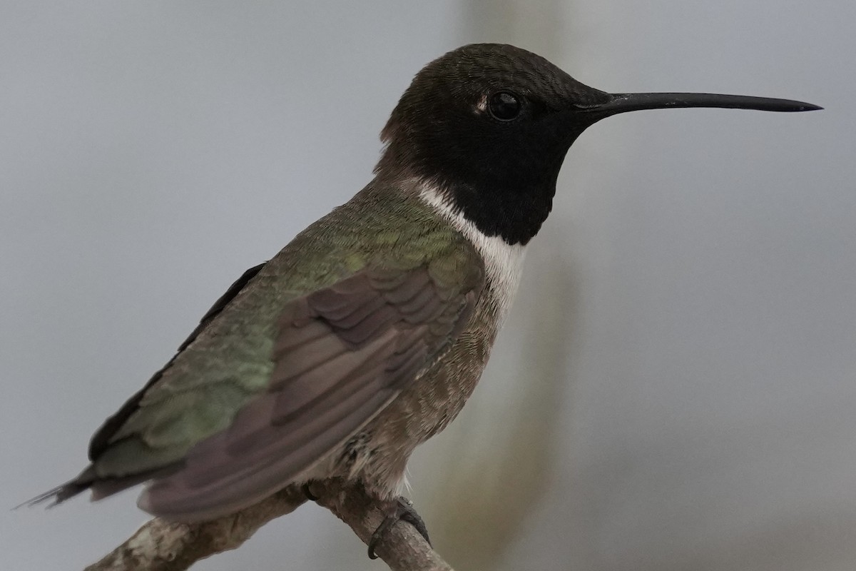Black-chinned Hummingbird - ML618087696