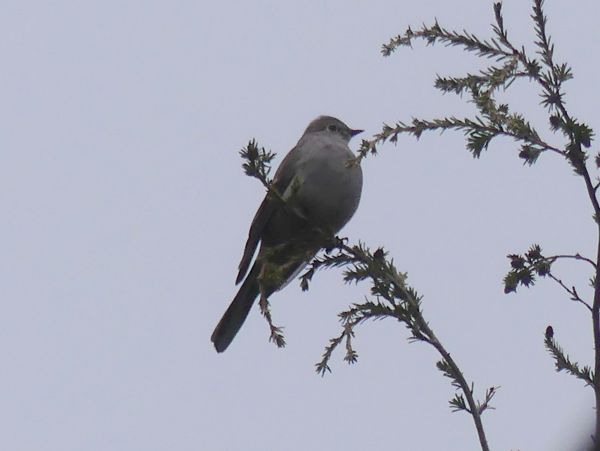 Townsend's Solitaire - ML618087709