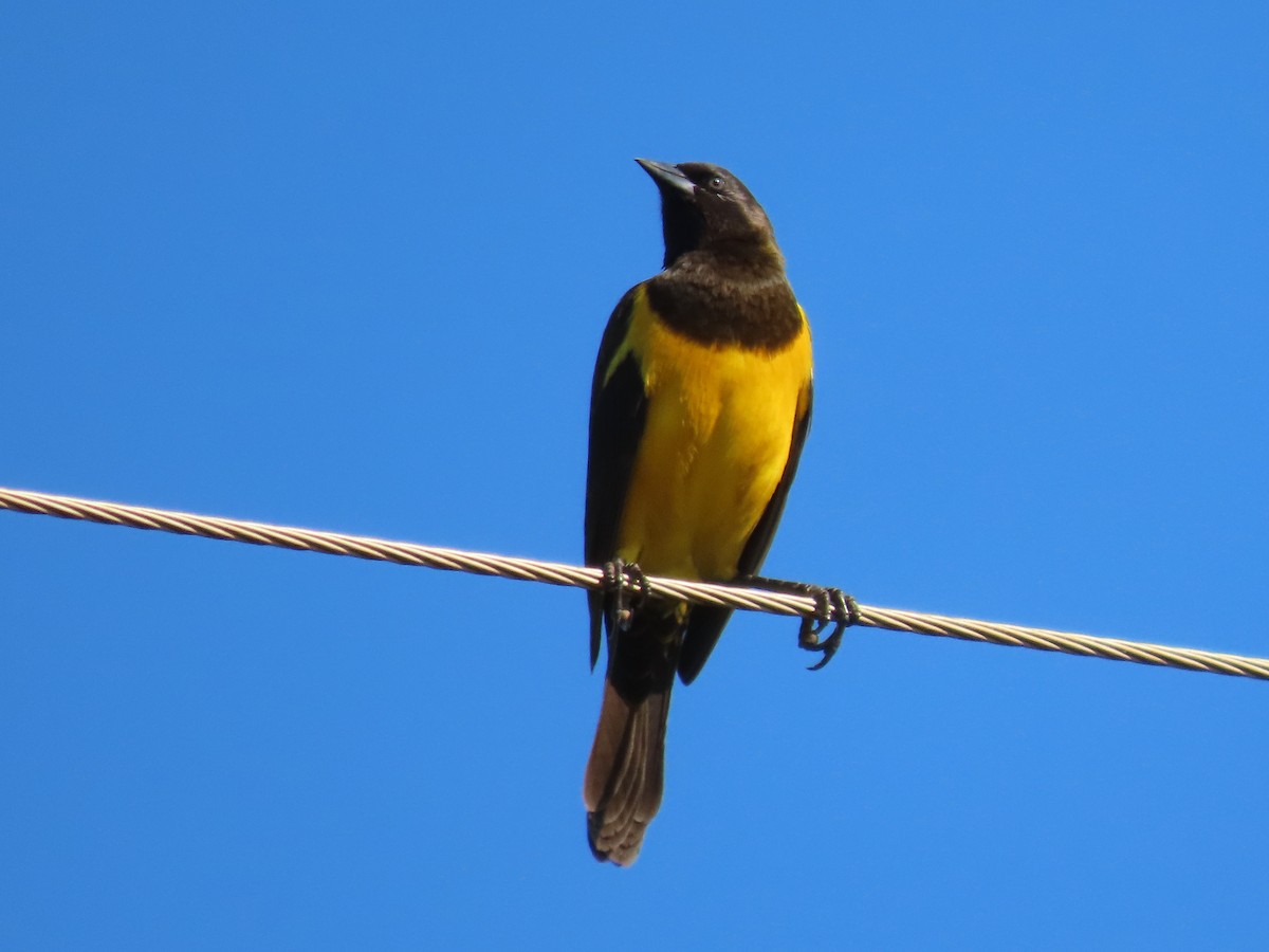 Yellow-rumped Marshbird - ML618087714