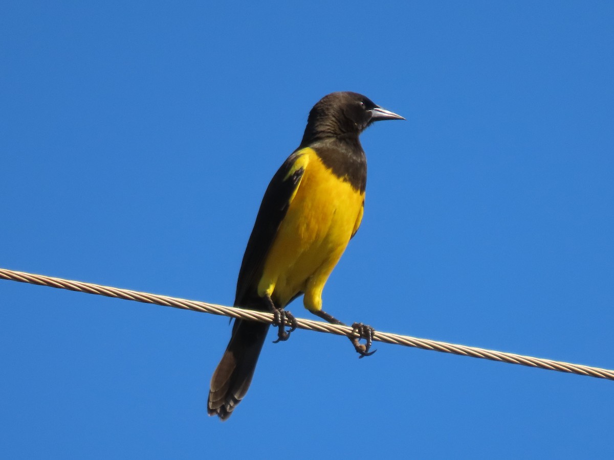 Yellow-rumped Marshbird - Márcio Alves Cardoso