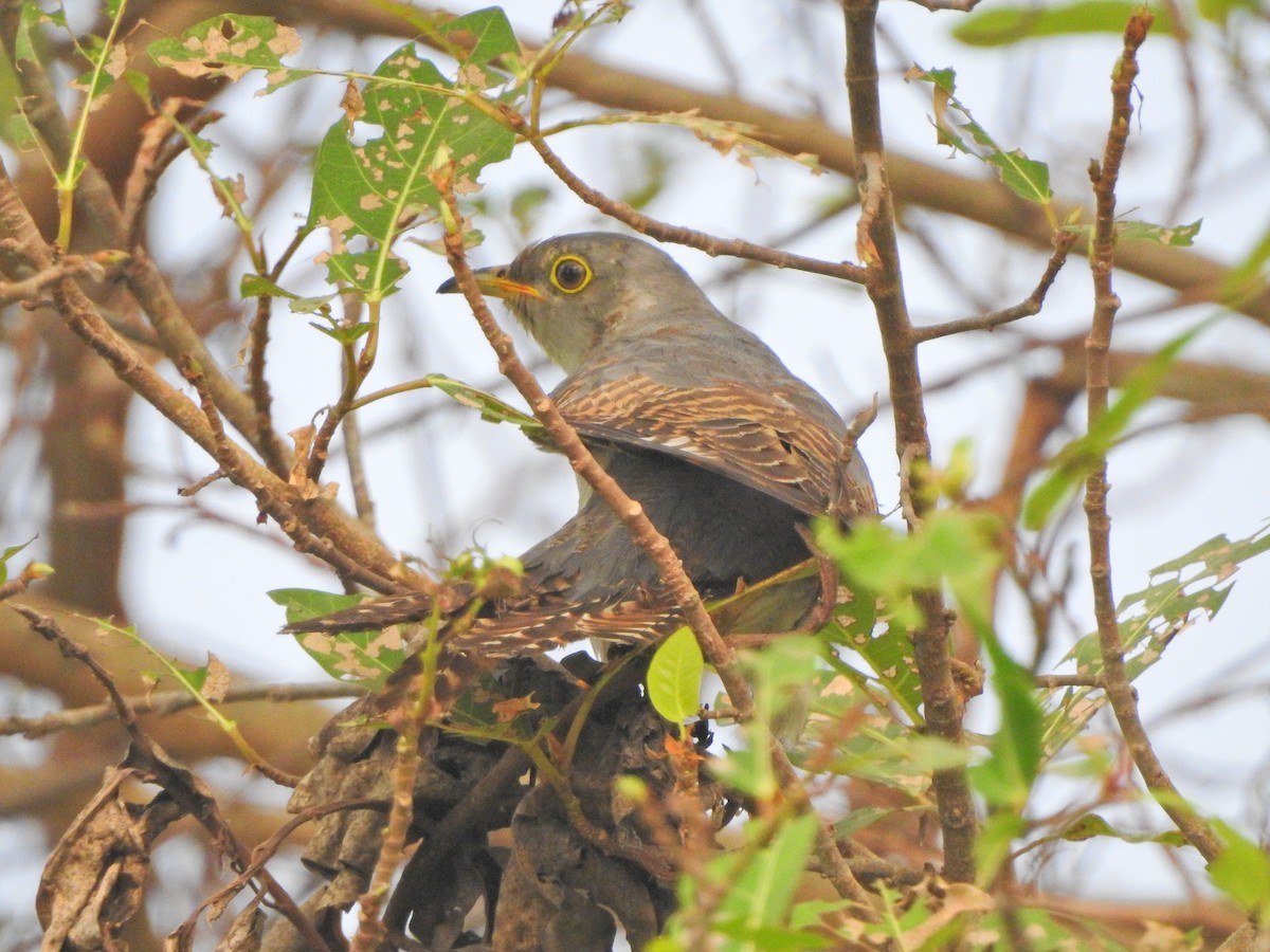Common Cuckoo - ML618087729
