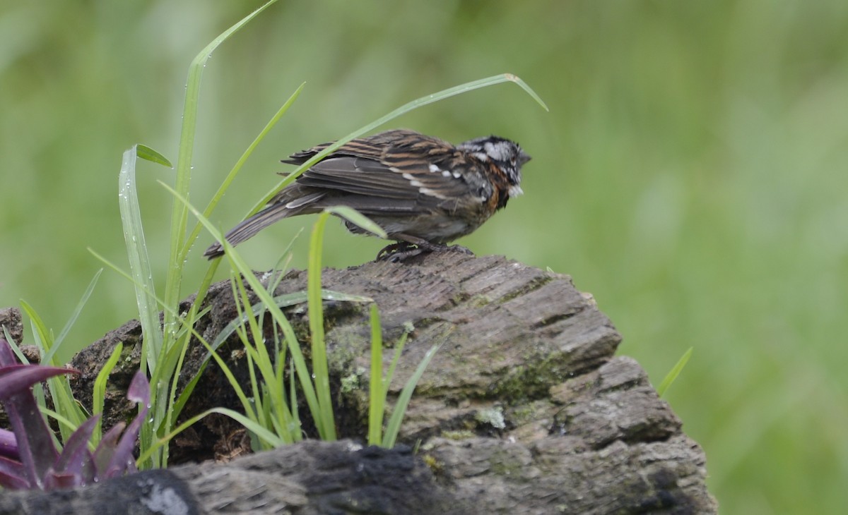 Rufous-collared Sparrow - ML618087742