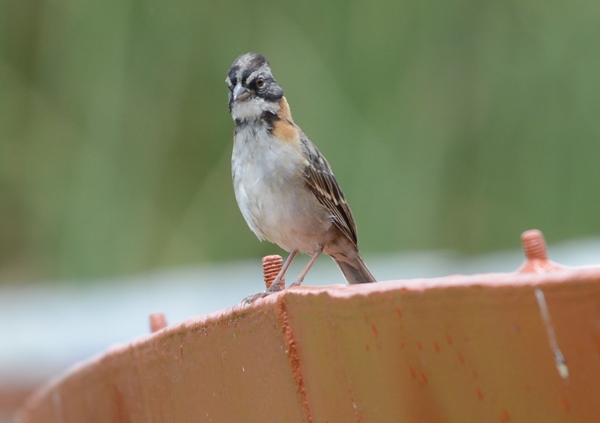 Rufous-collared Sparrow - Spencer Vanderhoof