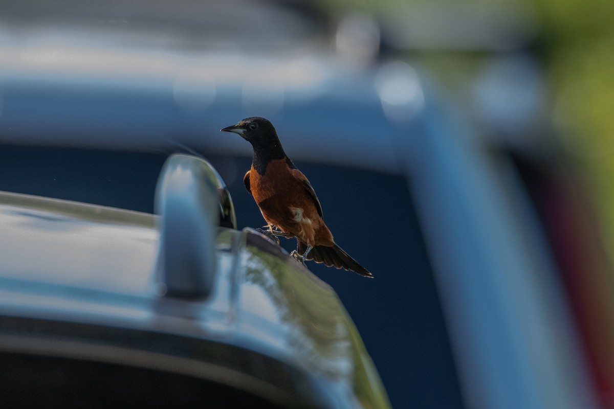 Orchard Oriole - ML618087754