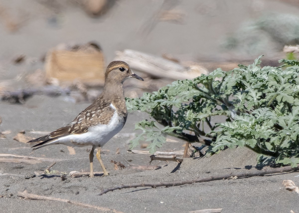 Rufous-chested Dotterel - ML618087756