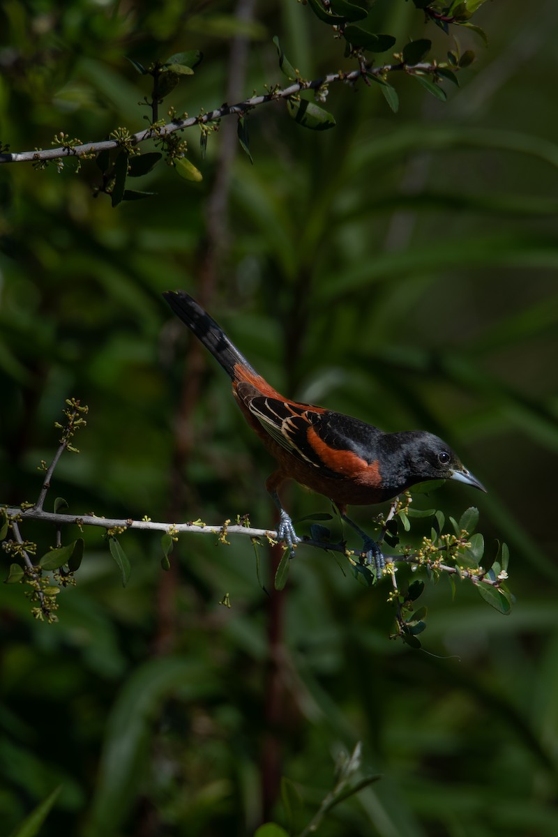 Orchard Oriole - ML618087780