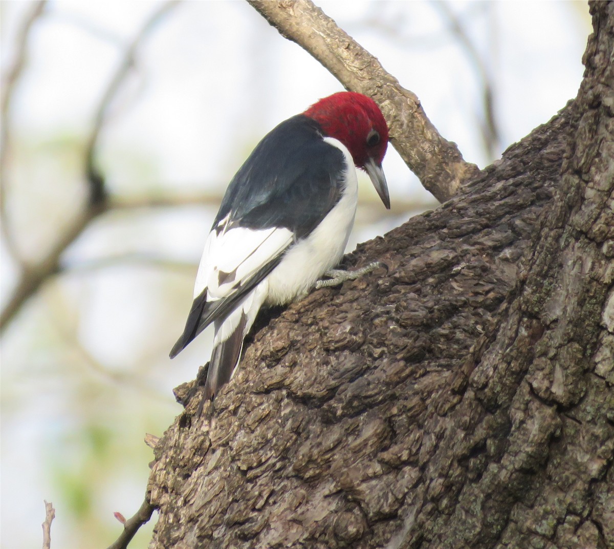 Red-headed Woodpecker - ML618087820