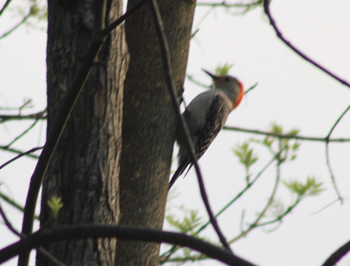 Red-bellied Woodpecker - ML618087831