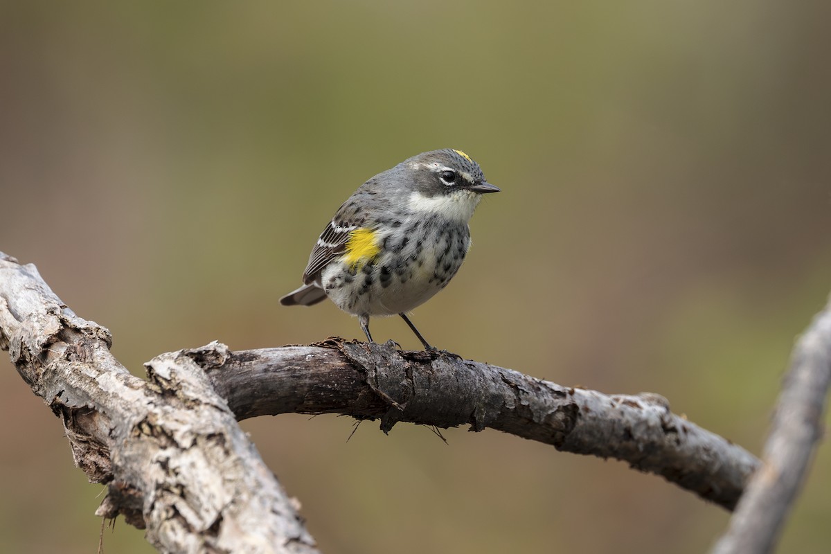 Yellow-rumped Warbler - Vincent Iadevaia