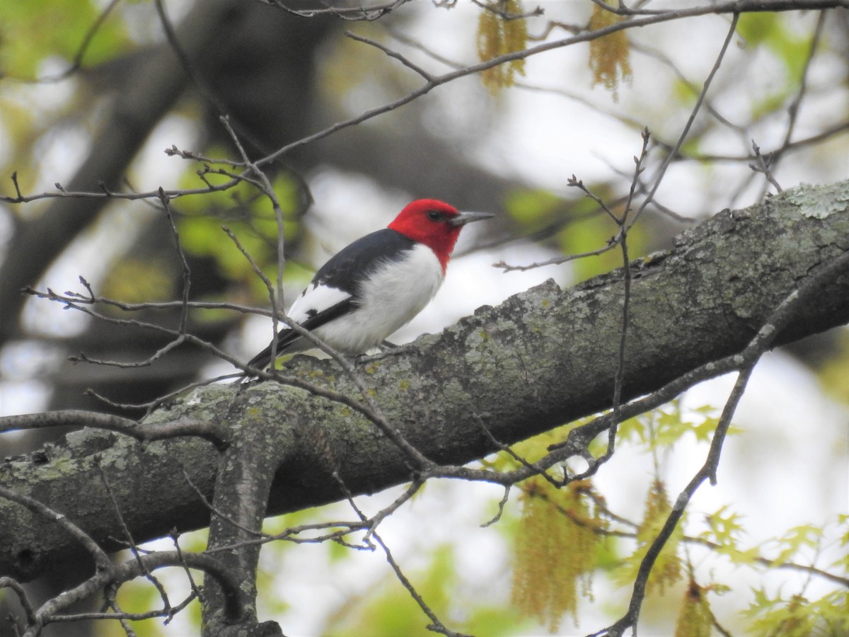 eBird Checklist - 28 Apr 2024 - Ridgewood Reservoir - 50 species (+1 ...