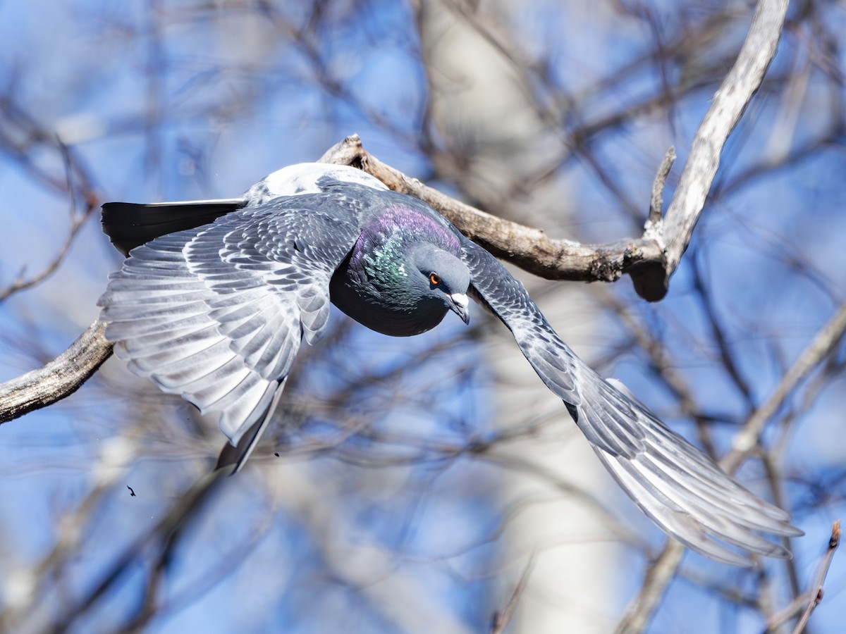 Rock Pigeon (Feral Pigeon) - Albert Picard