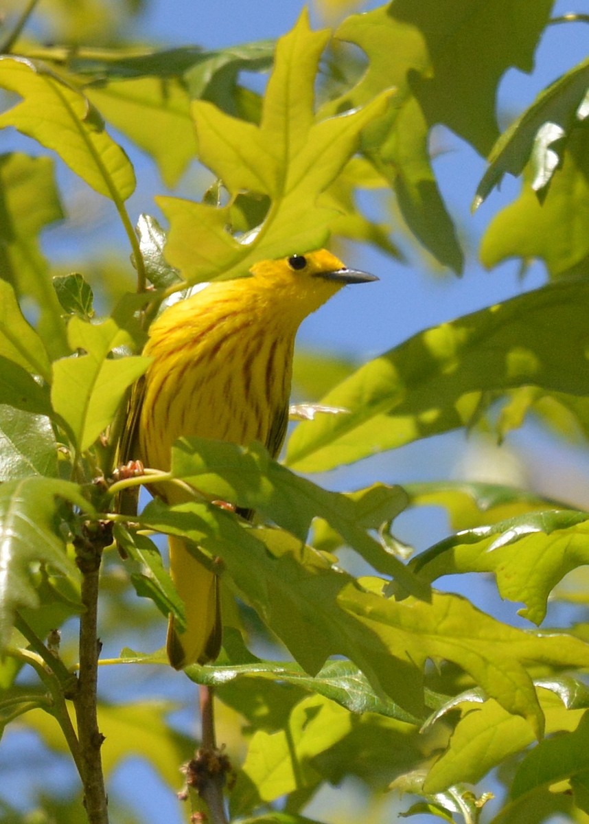 Yellow Warbler (Northern) - Jay Wherley