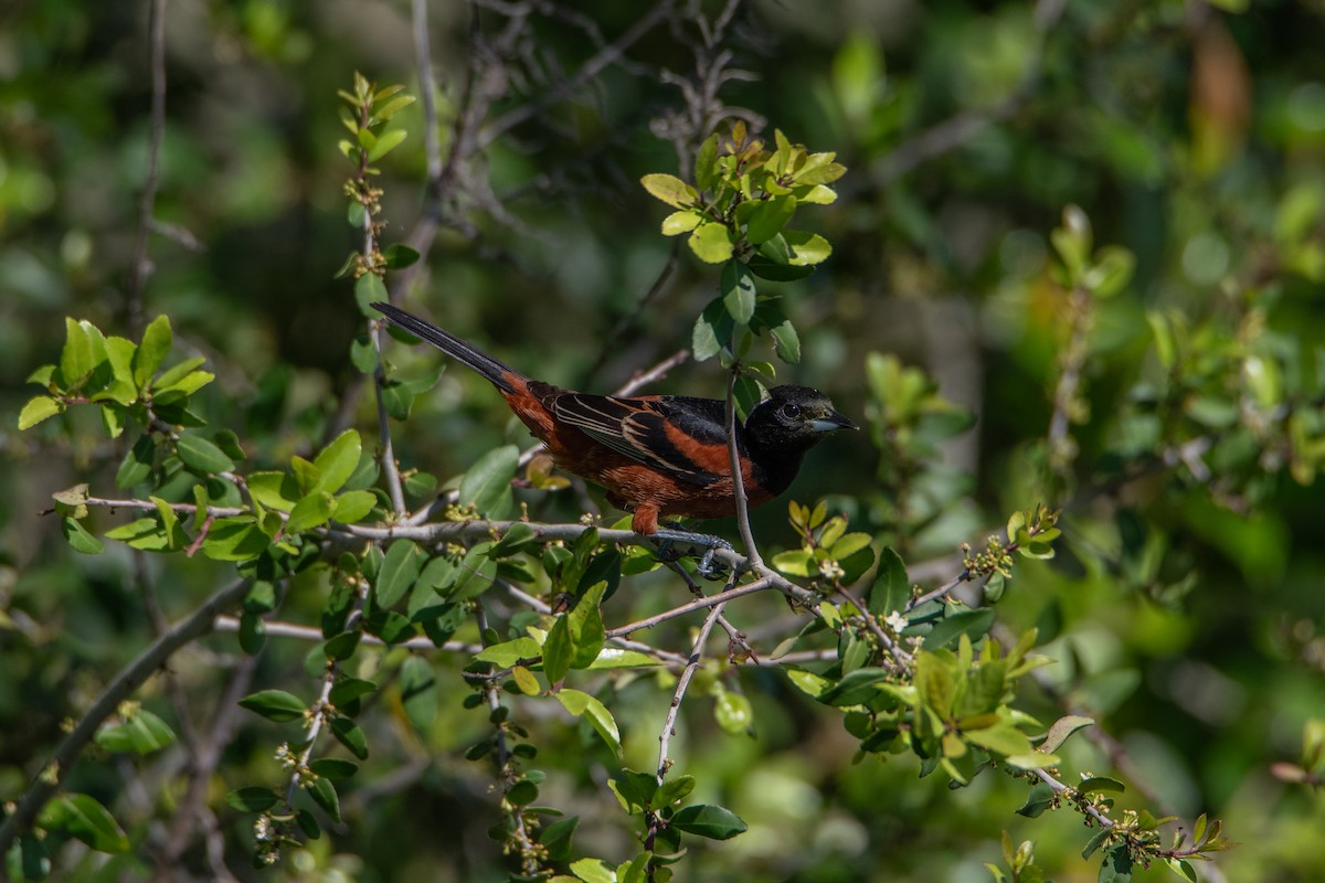 Orchard Oriole - ML618087868