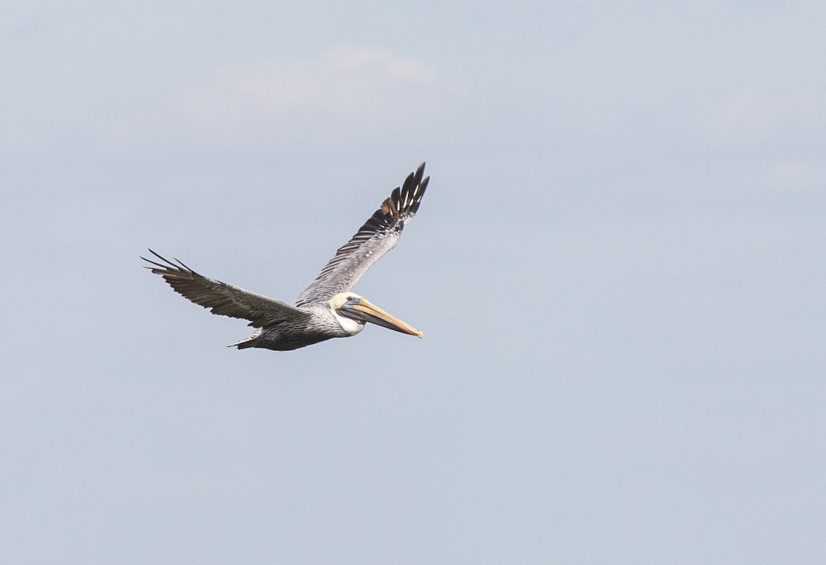 Brown Pelican - Anonymous