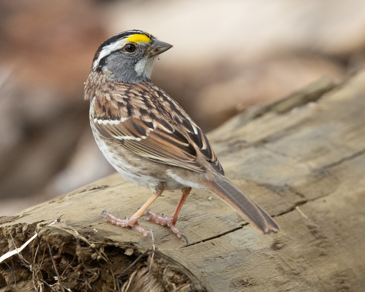 White-throated Sparrow - Dixie Sommers