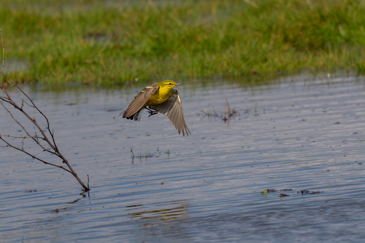 Western Yellow Wagtail - Tracey Jolliffe