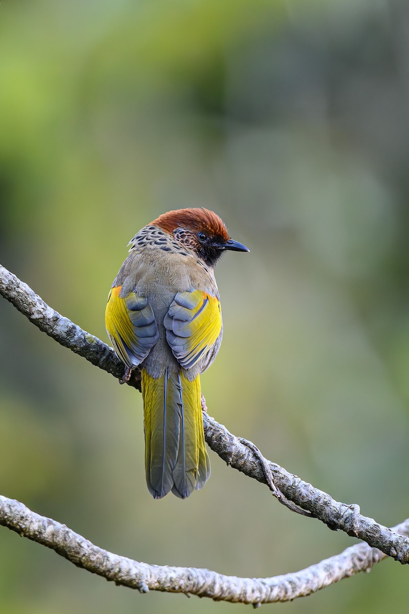 Chestnut-crowned Laughingthrush - ML618087907