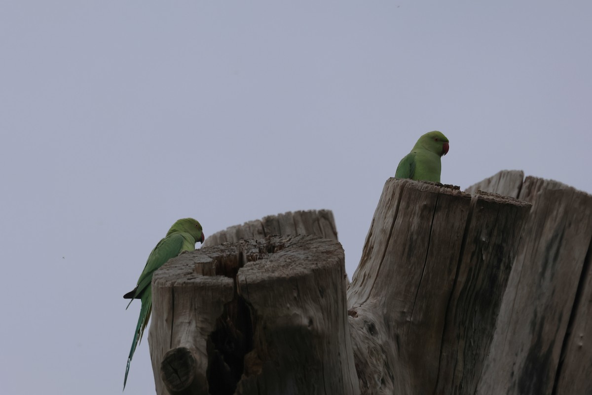 Rose-ringed Parakeet - Alan Bird