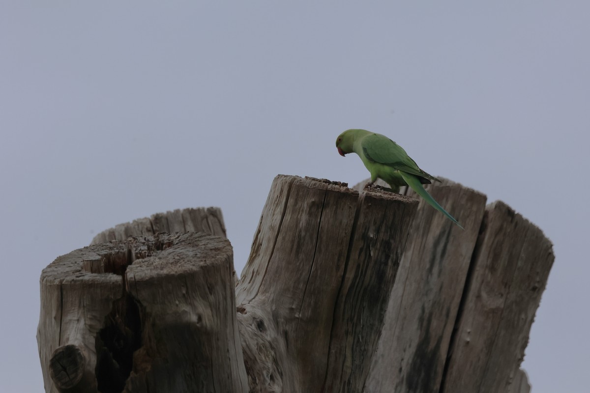 Rose-ringed Parakeet - Alan Bird