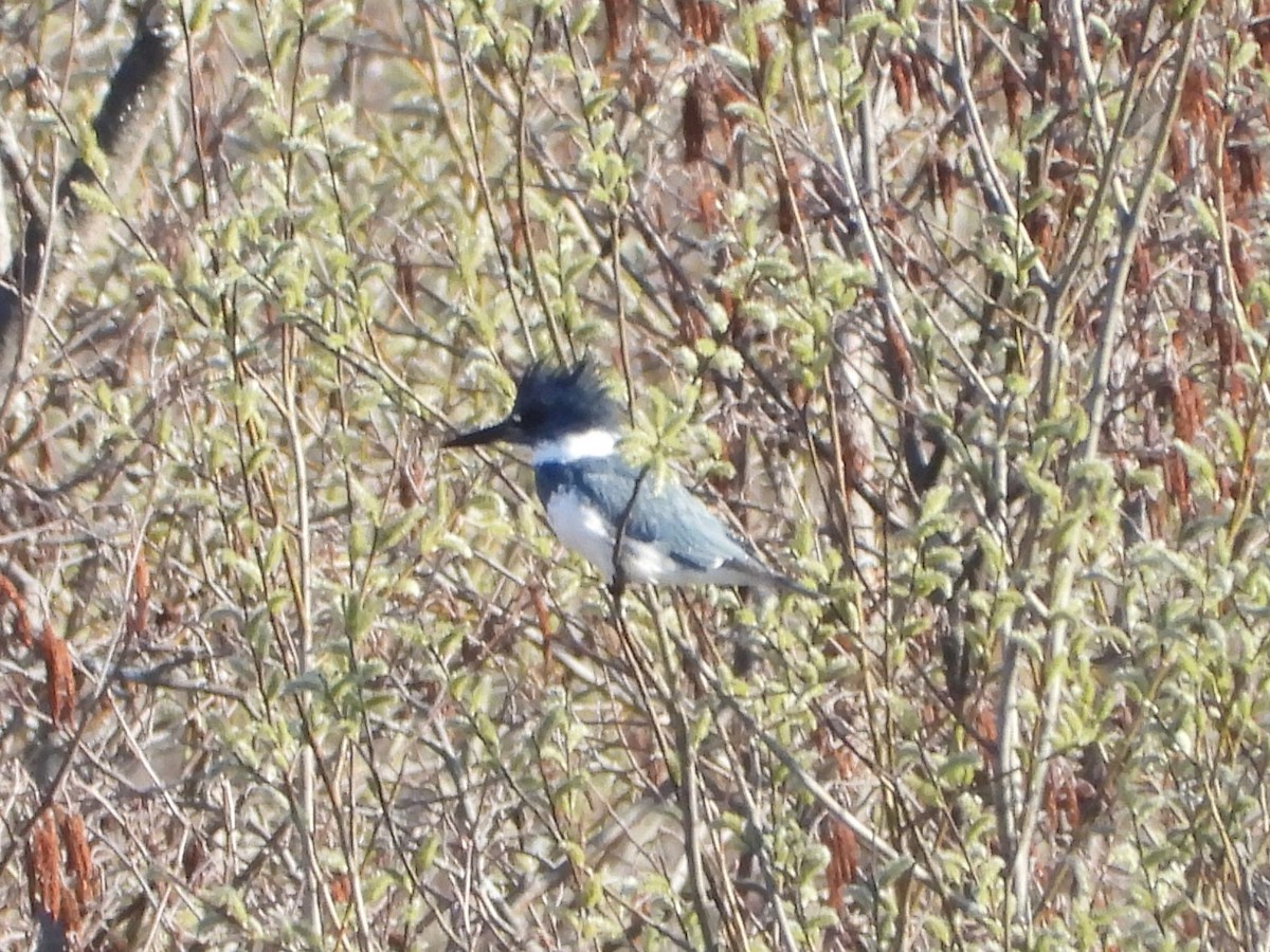 Belted Kingfisher - valerie pelchat