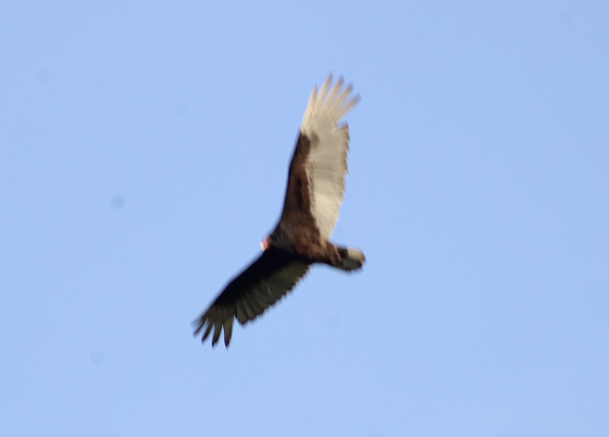 Turkey Vulture - ML618087994