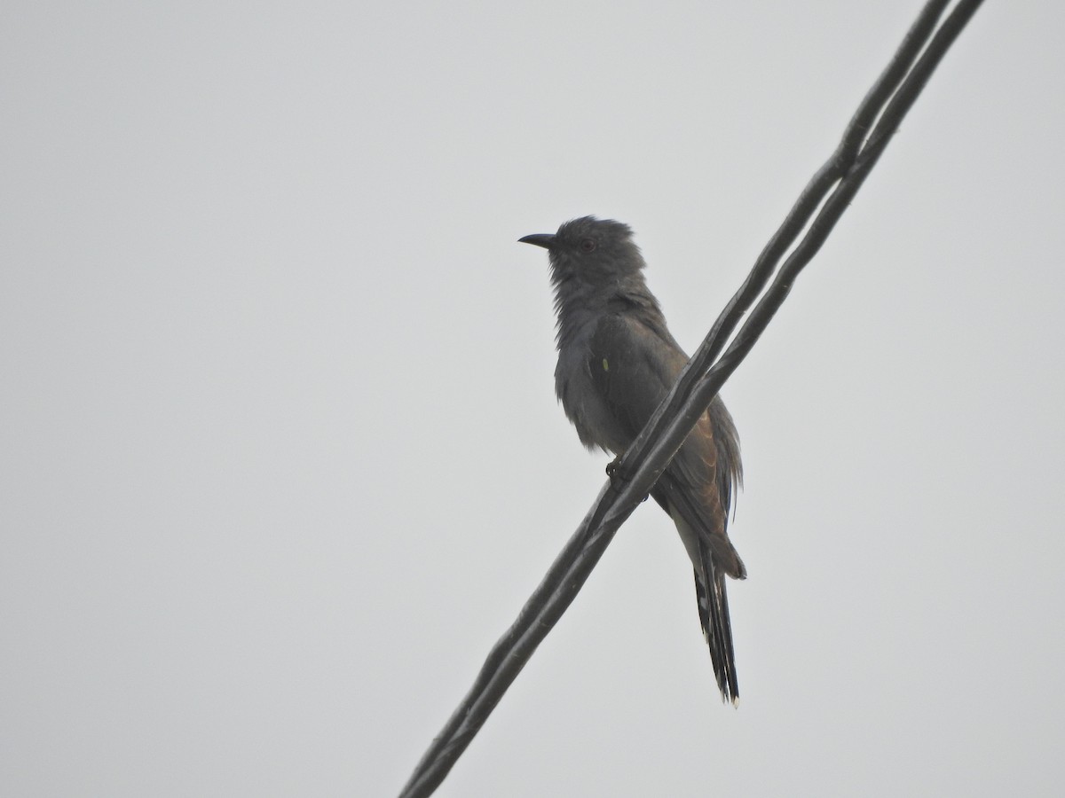 Gray-bellied Cuckoo - ML618087998