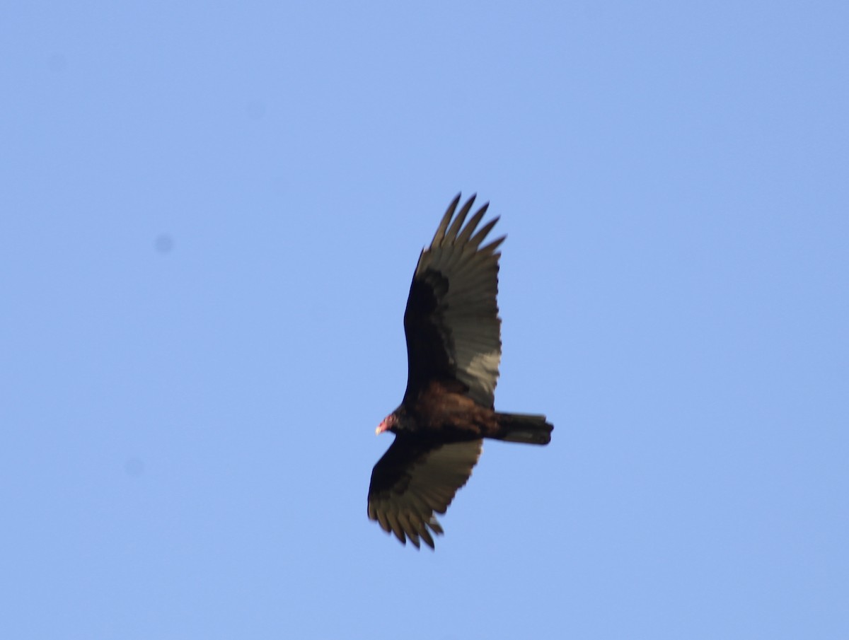 Turkey Vulture - kim nordquest