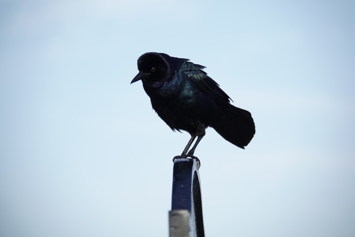 Boat-tailed Grackle - ML618088012
