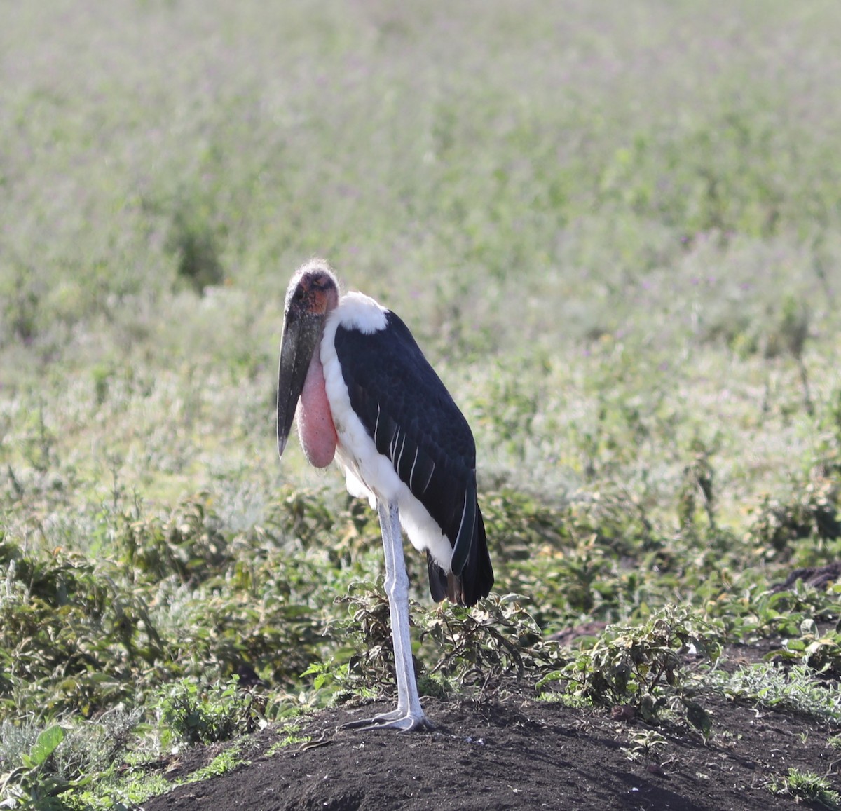 Marabou Stork - ML618088116