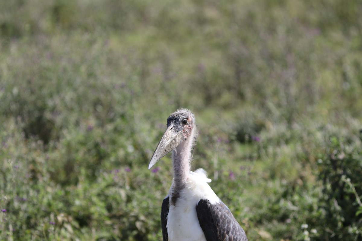 Marabou Stork - ML618088119