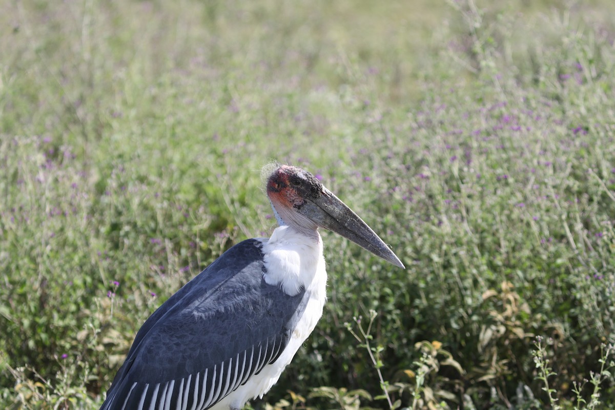 Marabou Stork - Rohan van Twest
