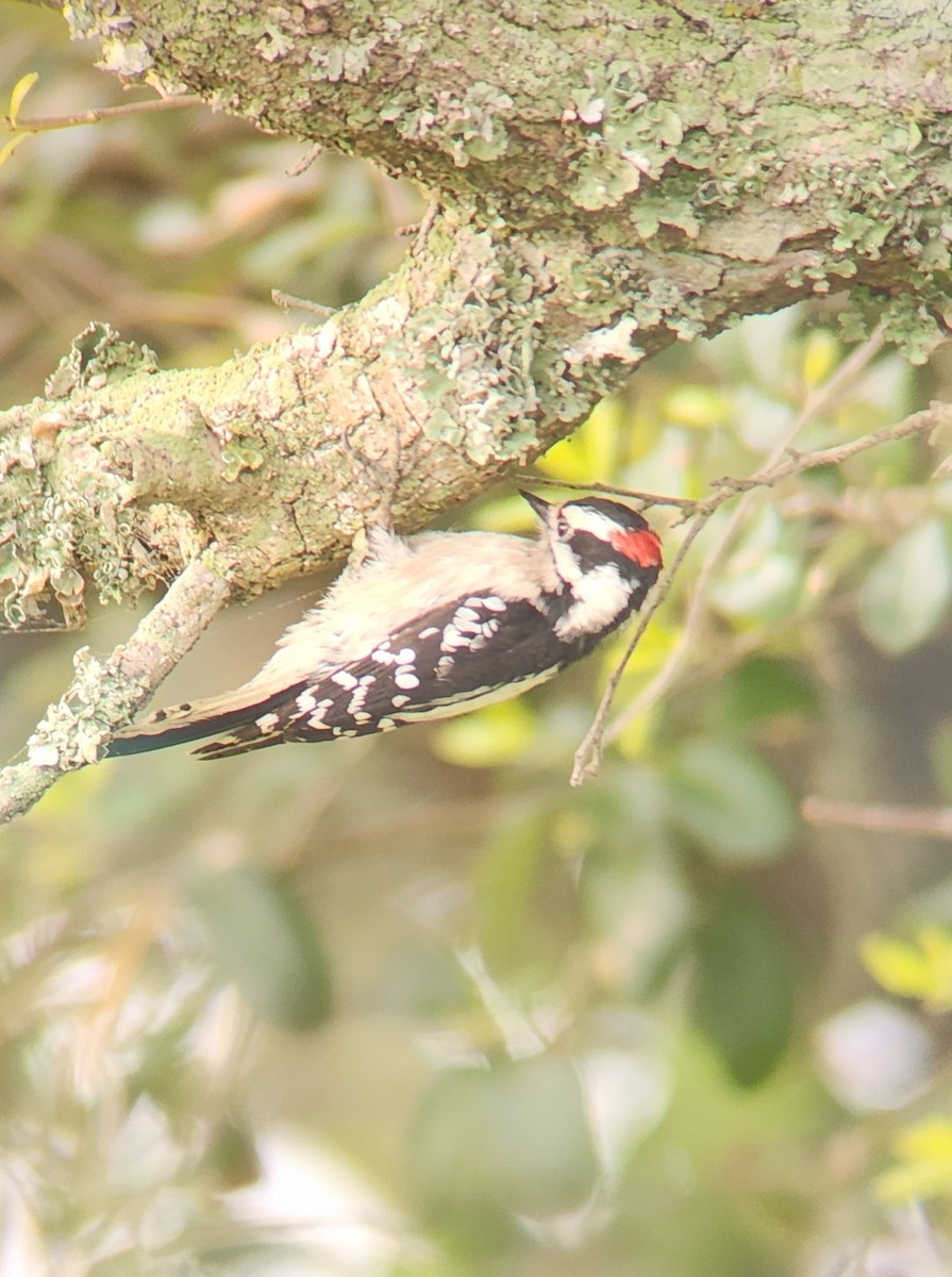 Downy Woodpecker - ML618088157