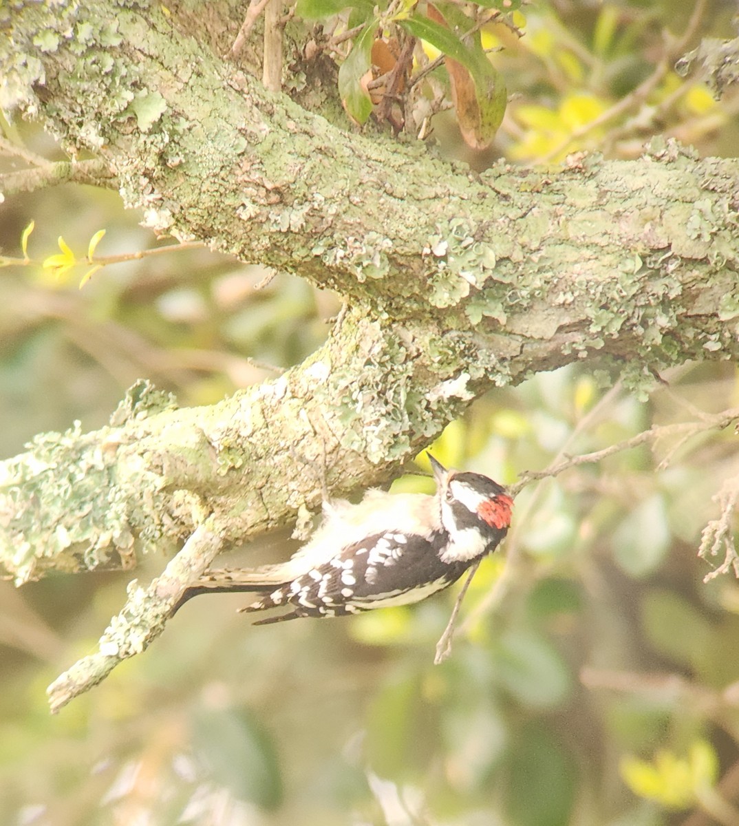 Downy Woodpecker - ML618088158