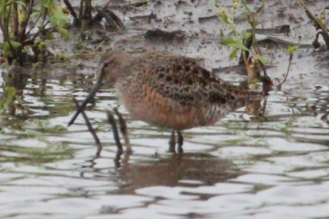 Long-billed Dowitcher - Mark Miles