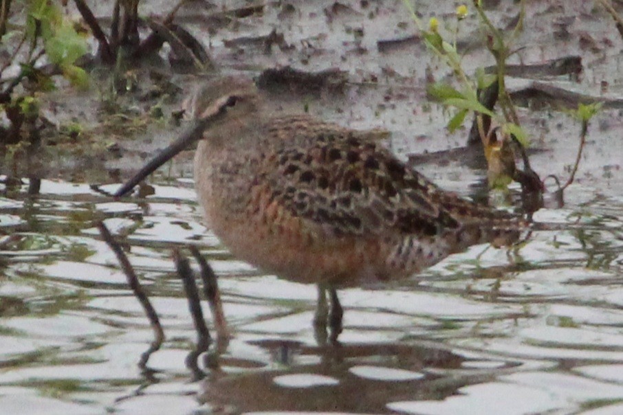 Long-billed Dowitcher - Mark Miles