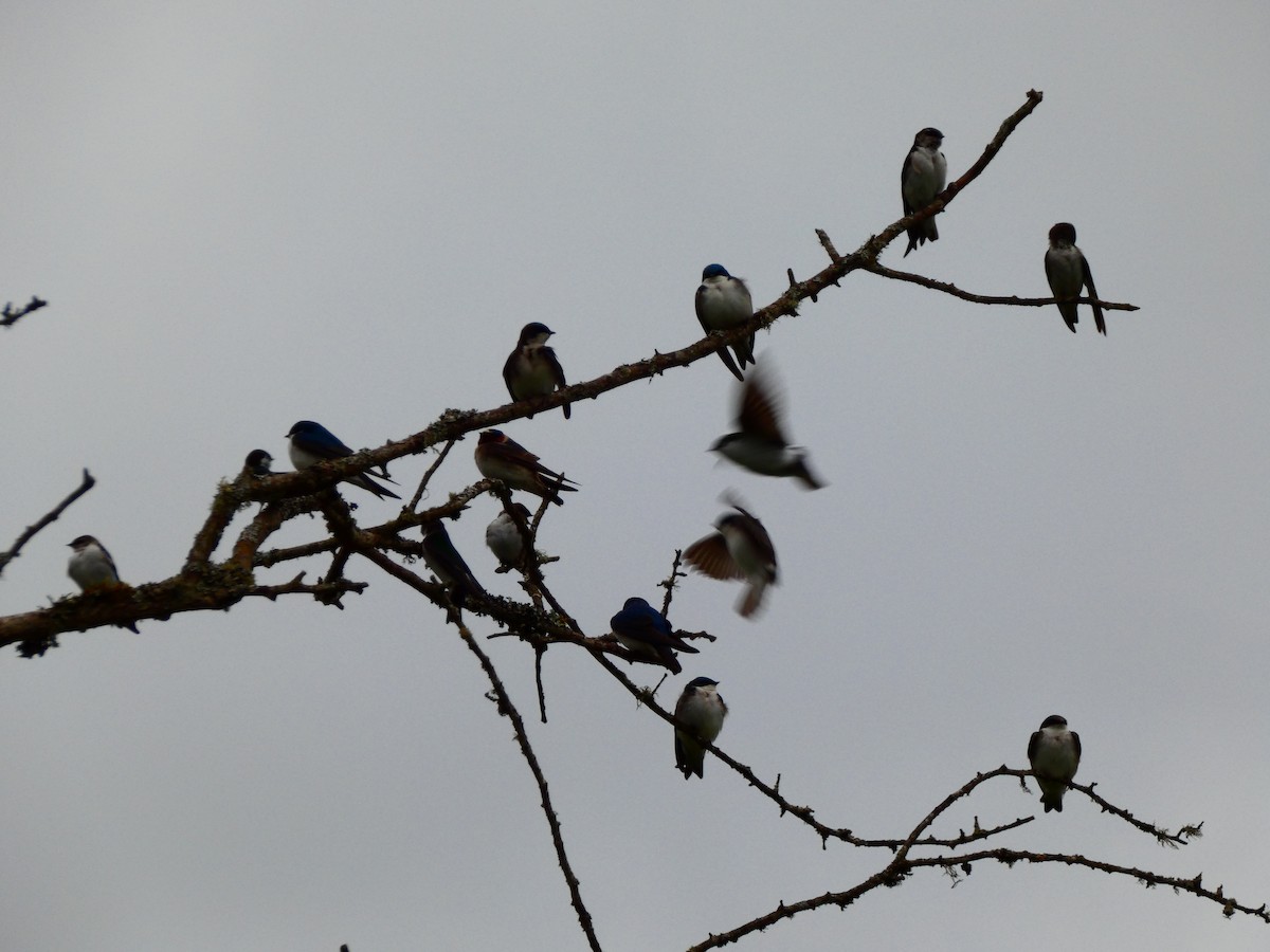 Tree Swallow - Aldrin Leung