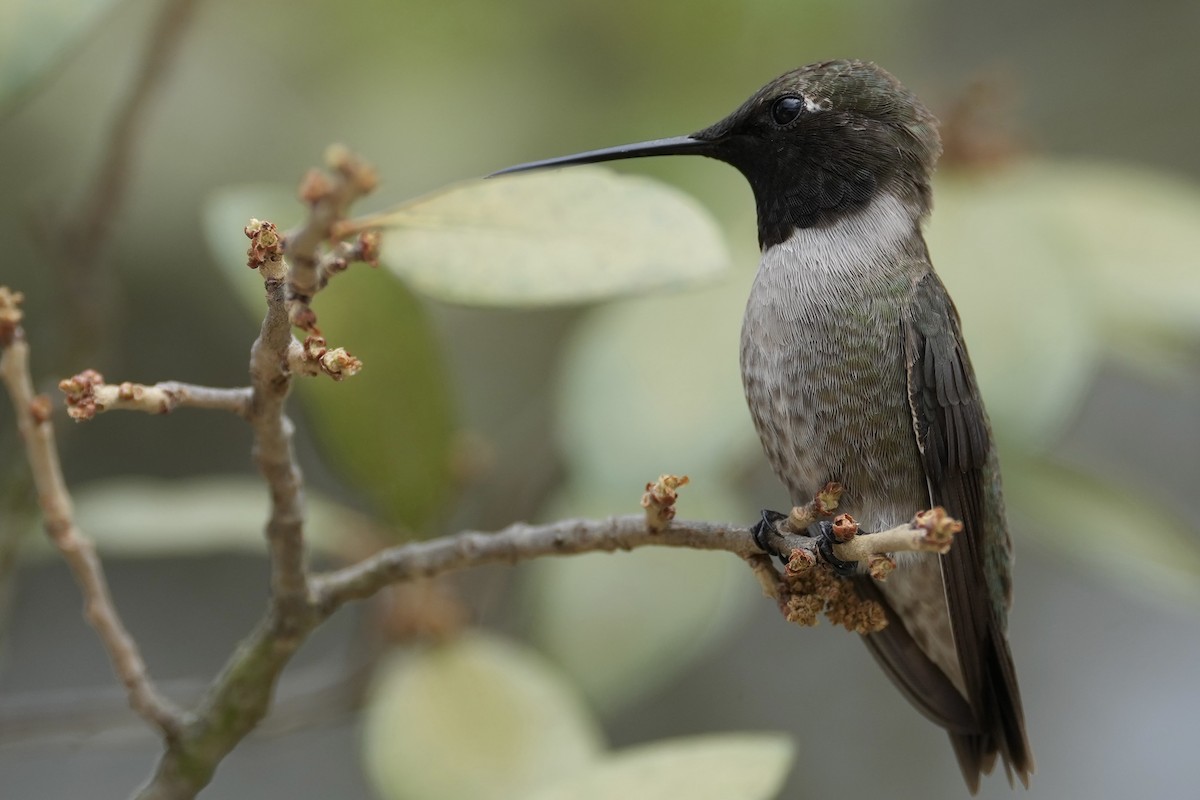 Black-chinned Hummingbird - ML618088228