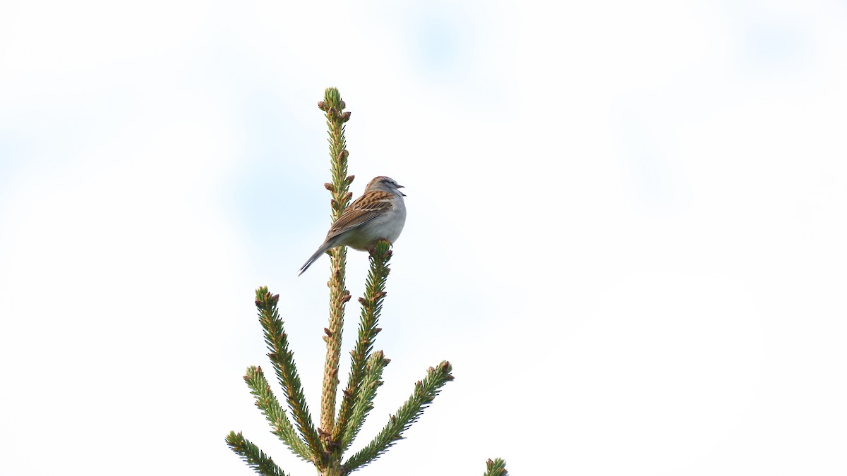 Chipping Sparrow - James Rodgers