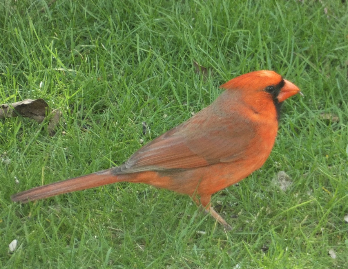 Northern Cardinal - Lily Higgins
